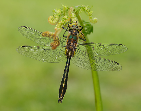 Downy Emerald Cordulia aenea