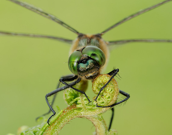Downy Emerald Cordulia aenea