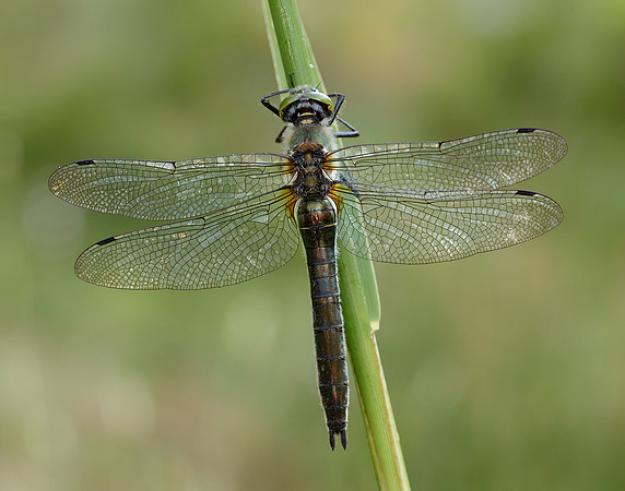 Downy Emerald Cordulia aenea