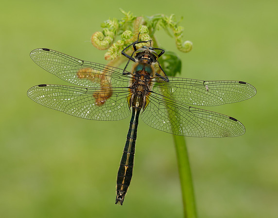 Downy Emerald Cordulia aenea