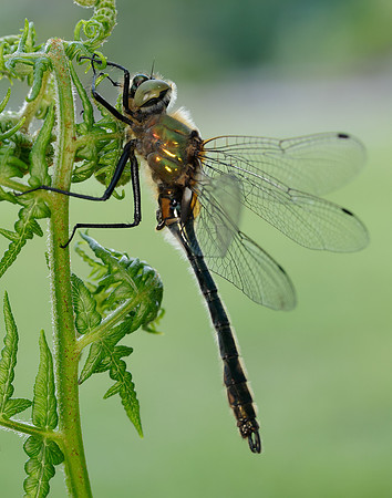 Downy Emerald Cordulia aenea