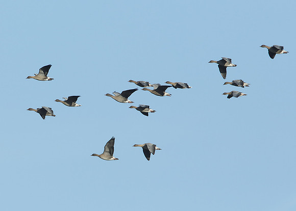 Pink-footed Goose Anser brachyrhynchus