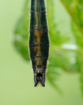 Downy Emerald Cordulia aenea