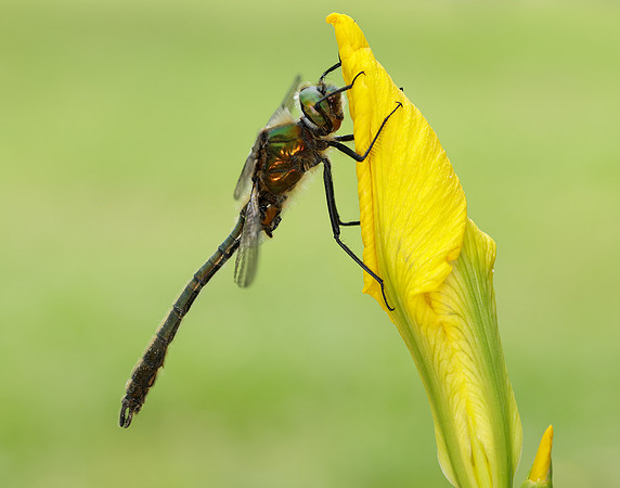 Downy Emerald Cordulia aenea