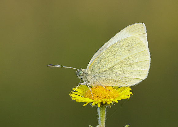 Small White Pieris rapae