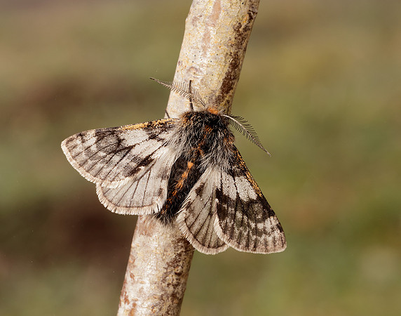 70.249 BF1929 Rannoch Brindled Beauty Lycia lapponaria