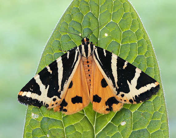 72.030 BF2067 Jersey Tiger Euplagia quadripunctaria