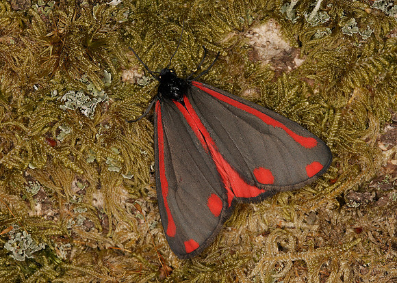 Cinnabar Tyria jacobaeae