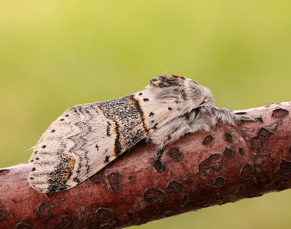 71.007 BF1998 Poplar Kitten Furcula bifida