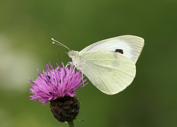 Large White Pieris brassicae