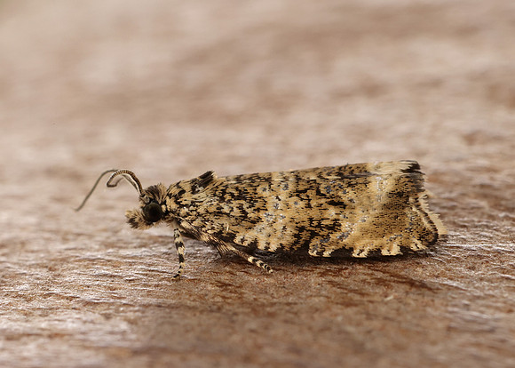 49.166 BF1076 Celypha lacunana