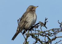 Black-throated Thrush Turdus atrogularis
