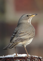 Black-throated Thrush Turdus atrogularis