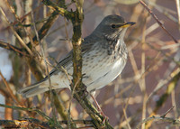 Black-throated Thrush Turdus atrogularis