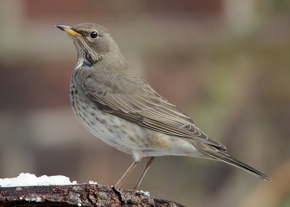 Black-throated Thrush Turdus atrogularis