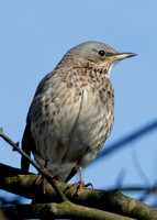 Black-throated Thrush Turdus atrogularis