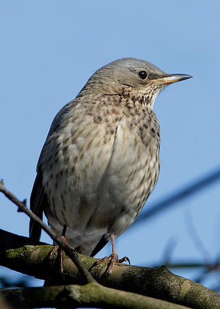 Black-throated Thrush Turdus atrogularis