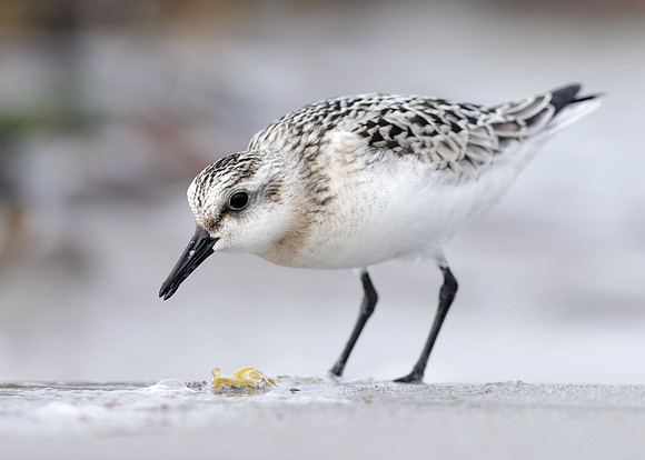 Sanderling Calidris alba