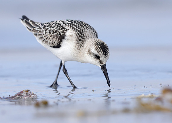 Sanderling Calidris alba