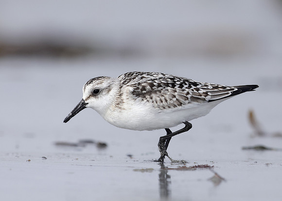 Sanderling Calidris alba