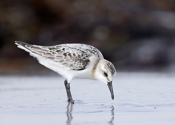 Sanderling Calidris alba