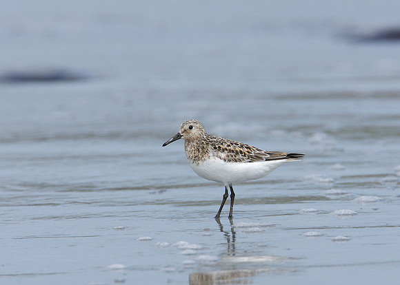 Sanderling Calidris alba