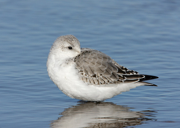 Sanderling Calidris alba