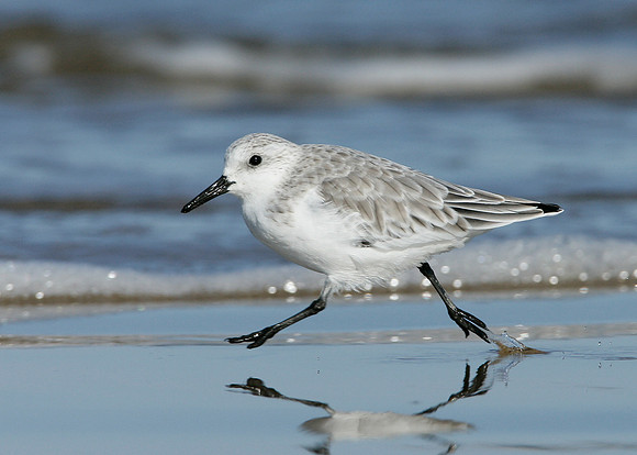 Sanderling Calidris alba