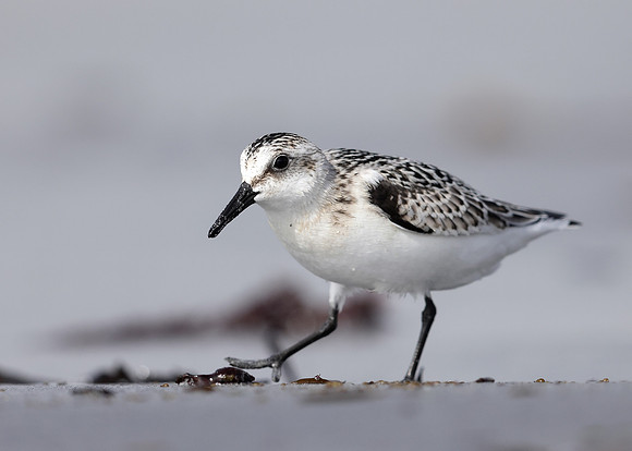 Sanderling Calidris alba