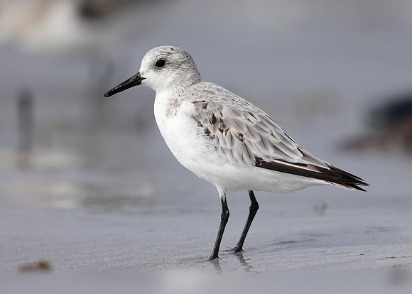 Sanderling Calidris alba