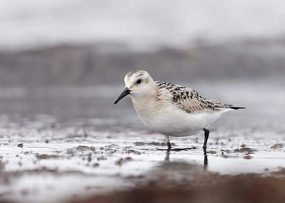 Sanderling Calidris alba