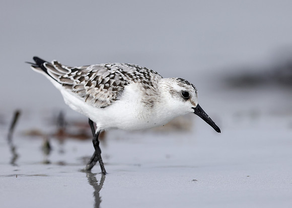 Sanderling Calidris alba