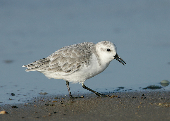 Sanderling Calidris alba