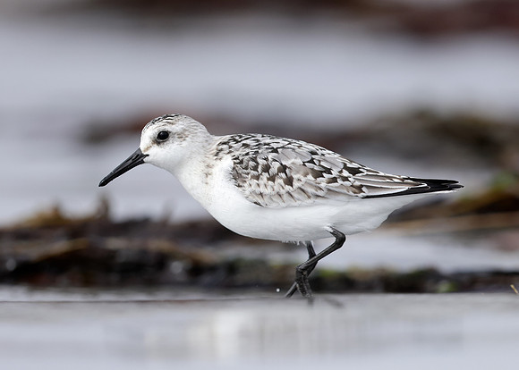 Sanderling Calidris alba