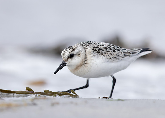 Sanderling Calidris alba