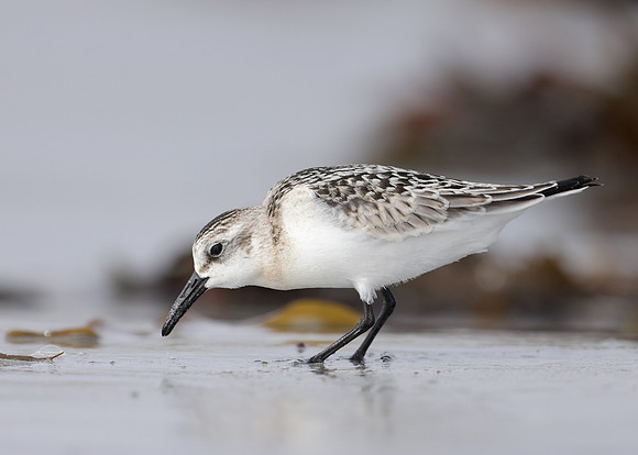 Sanderling Calidris alba