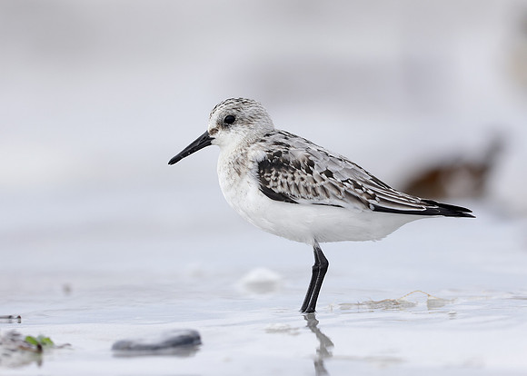 Sanderling Calidris alba