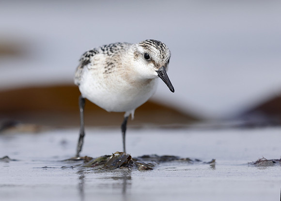 Sanderling Calidris alba