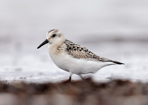 Sanderling Calidris alba