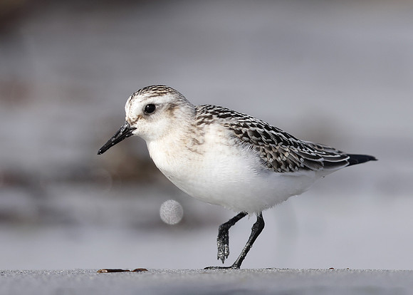 Sanderling Calidris alba