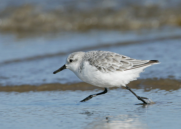 Sanderling Calidris alba