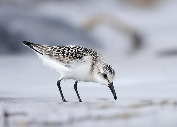 Sanderling Calidris alba