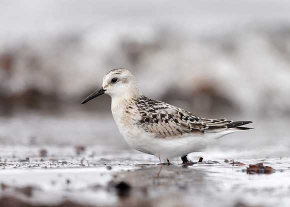 Sanderling Calidris alba