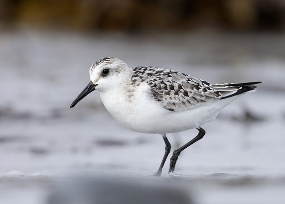 Sanderling Calidris alba
