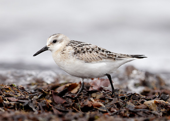 Sanderling Calidris alba