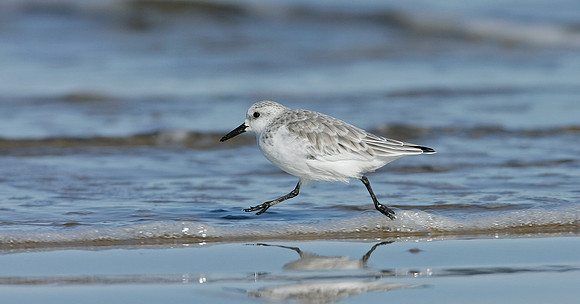 Sanderling Calidris alba