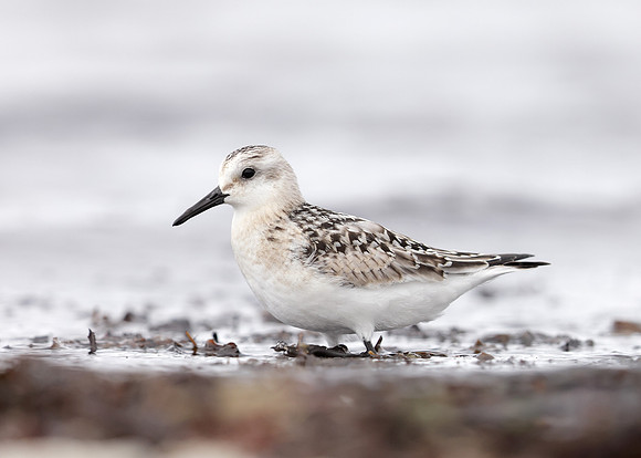 Sanderling Calidris alba