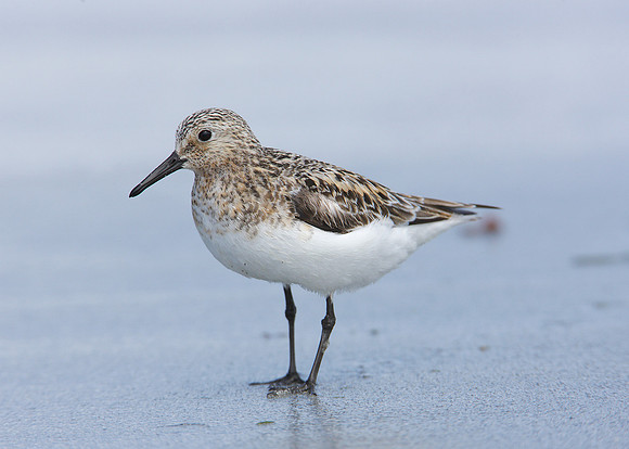 Sanderling Calidris alba