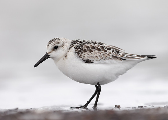Sanderling Calidris alba