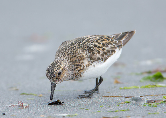 Sanderling Calidris alba
